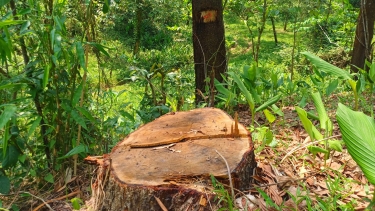 অনুমতি ছাড়া গাছ কাটা যাবে না: হাইকোর্টের রায়