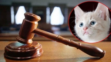 মোহাম্মদপুরে বিড়াল হত্যার অভিযোগে মামলা, তদন্তের নির্দেশ