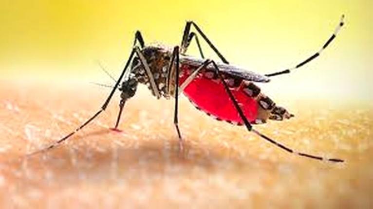 ডেঙ্গুতে আরও ২ জনের মৃত্যু, ভর্তি ৩৩০