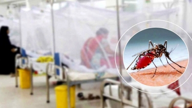 ডেঙ্গুতে ৬ জনের মৃত্যু, হাসপাতালে ভর্তি ৯৫৩