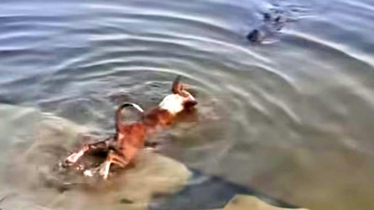 প্রাণীর প্রতি নিষ্ঠুরতার শাস্তি বাড়াতে সরকারকে আইনি নোটিশ