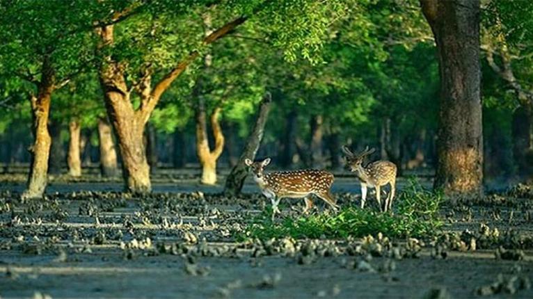 ১ জুন থেকে সুন্দরবনে প্রবেশ নিষিদ্ধ