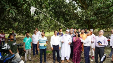 আমে রাসায়নিক বা ফরমালিন মেশালে কঠোর ব্যবস্থা চুয়াডাঙ্গায় আম সংগ্রহ মৌসুমের উদ্বোধন করলেন জেলা প্রশাসক