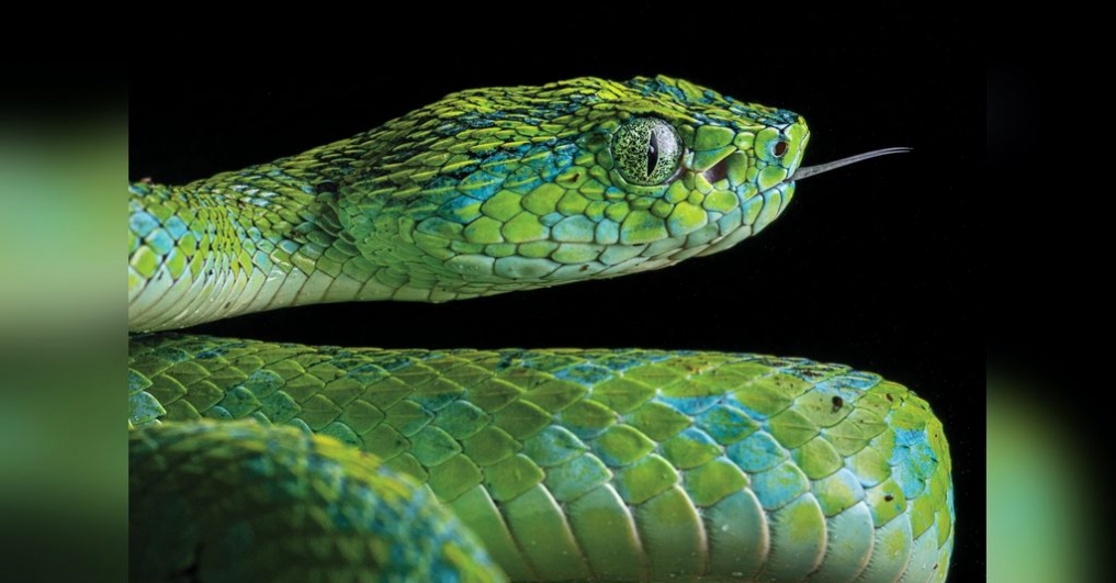 Searching for one of the world’s most beautiful snakes
