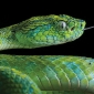 Searching for one of the world’s most beautiful snakes