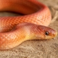 Rare Himalayan snake thriving in Bangladesh puzzles researchers