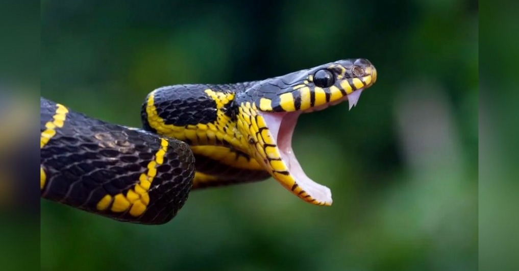A snake venom farm with big hopes but no market