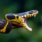 A snake venom farm with big hopes but no market