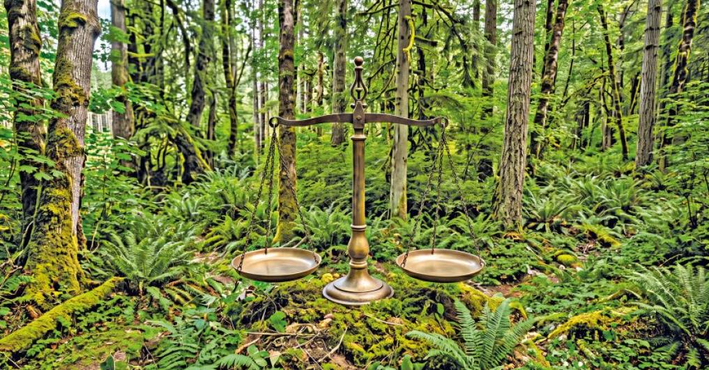 Protecting Bangladesh’s Ecological Heritage Through the Forest and Tree Conservation Act, 2026