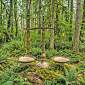 Protecting Bangladesh’s Ecological Heritage Through the Forest and Tree Conservation Act, 2026